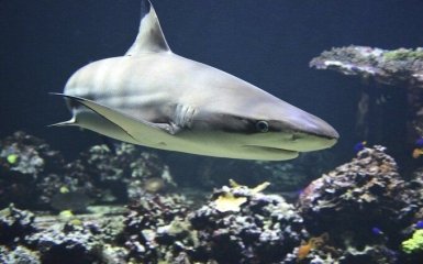 Американські вчені виявили у акул антитіла проти COVID-19