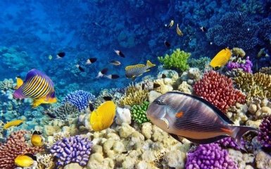 Приголомшливі види: ВВС опублікував серію зачаровуючих роликів про океан