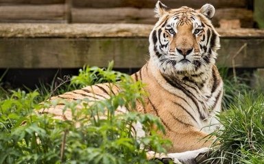В зоопарках США тигров и медведей начали вакцинировать от коронавируса