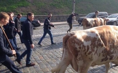 Коровы Ляшко перекрыли движение в центре Киева: появились фото