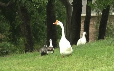 В США обезумевший гусь начал бросаться на людей
