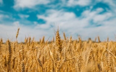 Угорщина посилить контроль за зерном з України