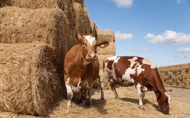 В Україні в умовах військового конфлікту дуже багато залежить від сільського господарства