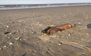 Ураган в США викинув на узбережжя невідому істоту: опубліковані фото