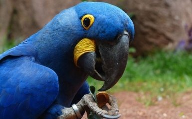 В природе вымерли редкие голубые попугаи, которые были главными героями мультфильма "Рио"