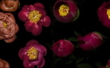 Три роки роботи і 8 ТБ даних: режисер представив детальне відео процесу весняного цвітіння