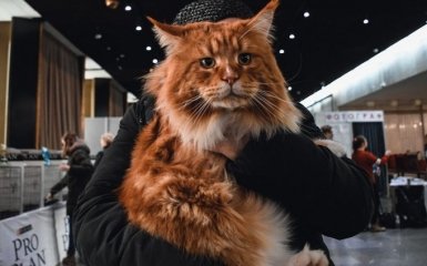 Битва гігантів: у Києві обрали найбільшого кота