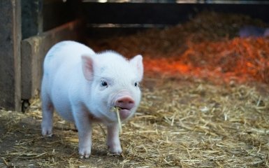 Тварини продовжують гинути внаслідок російських атак