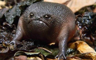 Найсумніша жаба у світі підкорює мережу. Вона схожа на авокадо і пищить як гумова іграшка