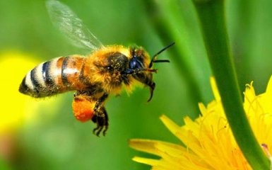 Сильный вихревой ветер не мешает шмелю в полете