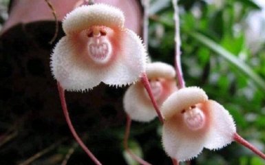 Орхидея-мартышка в японском аквариуме (6 фото)