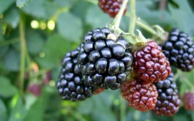 Ожина допомагає при атеросклерозі