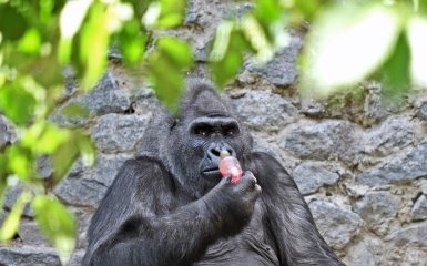 горила Тоні