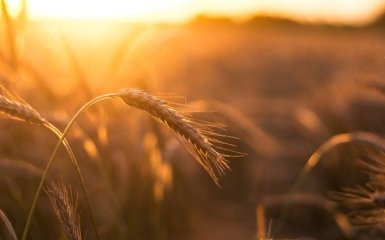 Білий дім озвучив попередження Путіну щодо зернової угоди