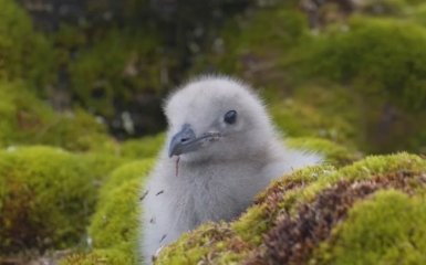 Українські полярники показали пташеня найнебезпечнішого хижака Антарктики — відео