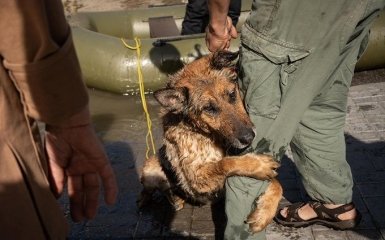 Фото дня. Спасенный из воды херсонский пес обнимает своего спасителя