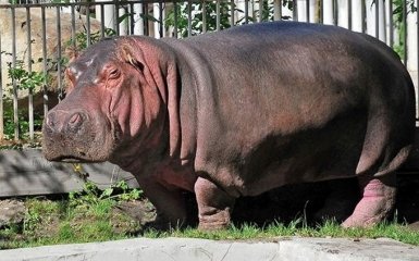 В Киевском зоопарке умерла знаменитая долгожительница