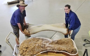 Ученые описали новый вид динозавров — наибольший среди всех ящеров Австралии