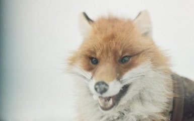 Это нужно увидеть: в Лондоне сфотографировали лису-альбиноса