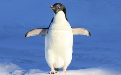 В Антарктиде продолжается бэби-бум. На украинской станции родились первые пингвинята