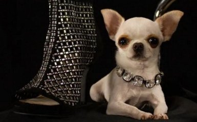 Книга рекордов Гиннеса назвала самую низкую собаку в мире