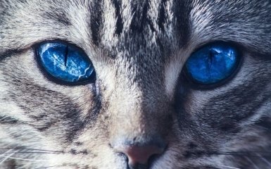 День кошек: история праздника и интересные факты