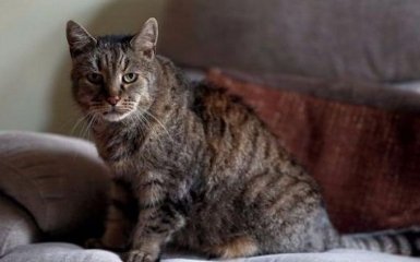 У Британії помер найстаріший кіт у світі