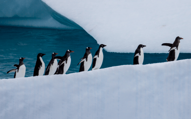 Пингвины