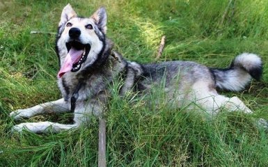 Вчені розказали, як собаки впливають на тривалість життя своїх господарів