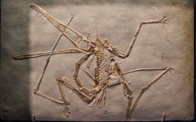 Вчені описали новий різновид динозаврів завдяки унікальному відкриттю