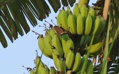 Коли не можна вживати банани — вчені розповіли про шкоду фрукту