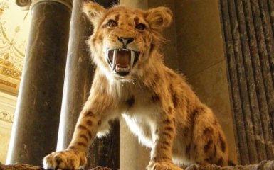 Ученые обнаружили неожиданную причину вымирания саблезубых тигров