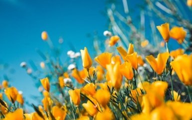 Коли в Україну повернуться тепло та сонце — прогноз синоптика