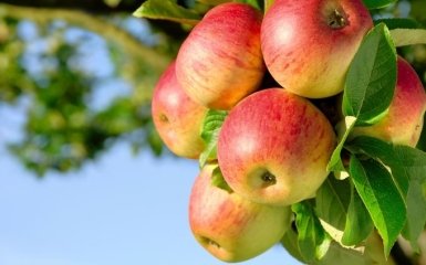 В России тонны украинских яблок раздавили бульдозером: появилось видео
