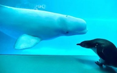 Невозможно не улыбнуться: развлечения пингвинов и морского льва в океанариуме развеселили сеть