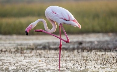 Фламинго