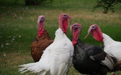 В Китаї померла перша людина від нового пташиного грипу