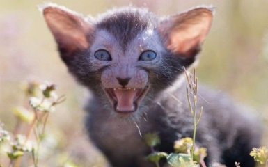 Ликой — самая необычная кошка в мире: характер и особенности экзотичной породы