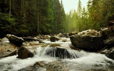 В Украине появятся национальные парки Холодный Яр и Пуща Радзивилла