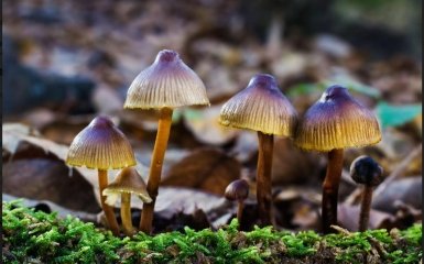 Новий спосіб боротьби з кокаїновою залежністю