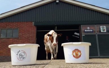 Корова-віщун дала прогноз на фінал Ліги Європи Аякс - Манчестер Юнайтед: опубліковані фото і відео