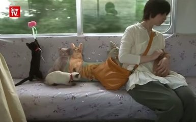 В Японії запустили потяг з котами: з'явилося відео