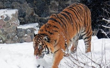 У Київський зоопарк прийшла справжня зима: опубліковані цікаві фото тварин