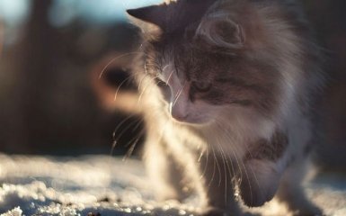 Стала известна дата начала потепления в Украине