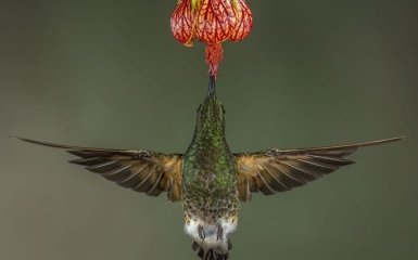 10+ кращих туристичних фотографій природи 2017 року за версією National Geographic
