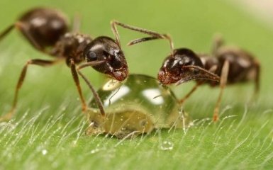 Во время ходьбы у муравьев «отключается» мозг