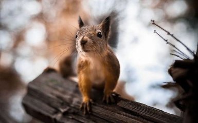 Дивовижні фото тварин в проникливому ракурсі: захоплюючі знімки