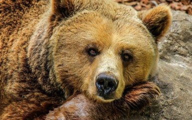 На балансі Укрзалізниці при розпродажу знайшли диких ведмедей