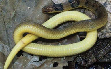 Ученые исследовали необычную змею, превращающуюся в колесо