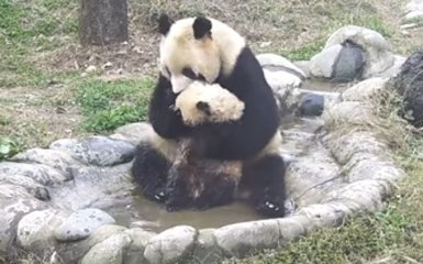 Мережу підірвало відео з пандою, купатися своє дитя: опубліковано відео